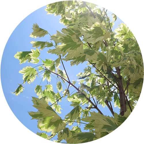 Variegated Norway Maple Tree.